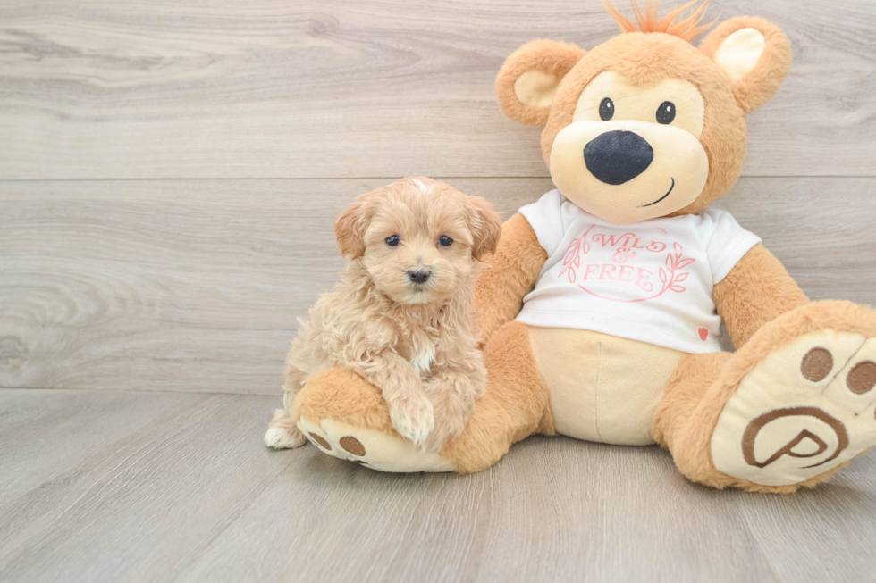 Fluffy Maltipoo Poodle Mix Pup