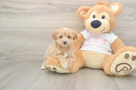 Fluffy Maltipoo Poodle Mix Pup
