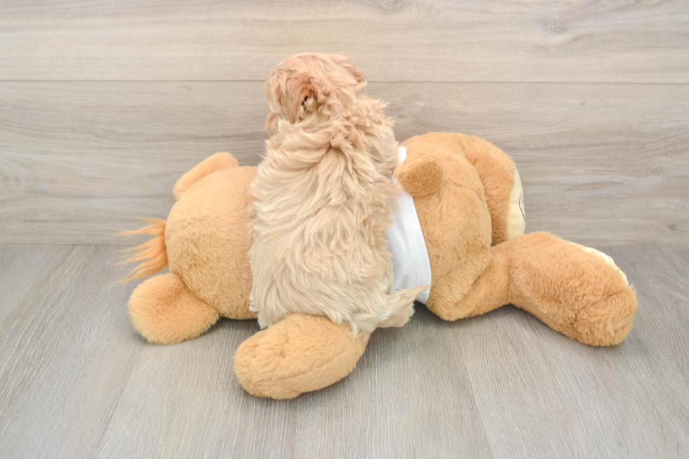 Maltipoo Puppy for Adoption