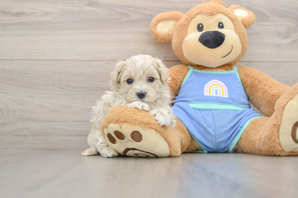 Funny Maltipoo Poodle Mix Pup
