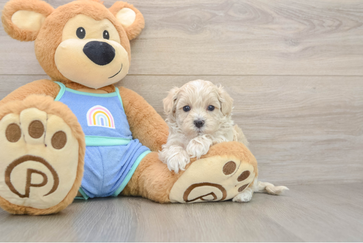 Maltipoo Puppy for Adoption