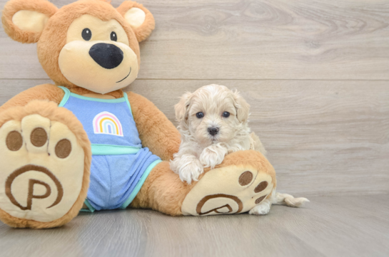 Maltipoo Puppy for Adoption