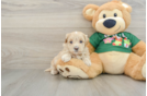 Maltipoo Puppy for Adoption