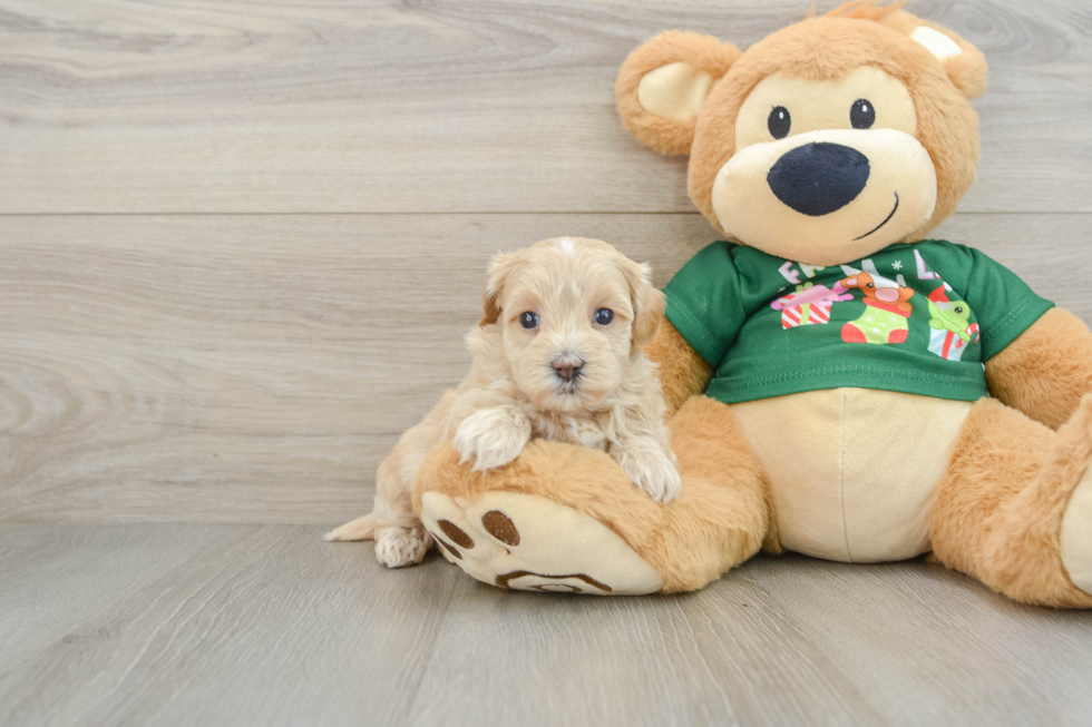 Maltipoo Puppy for Adoption