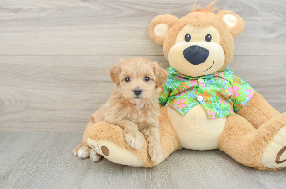 5 week old Maltipoo Puppy For Sale - Simply Southern Pups