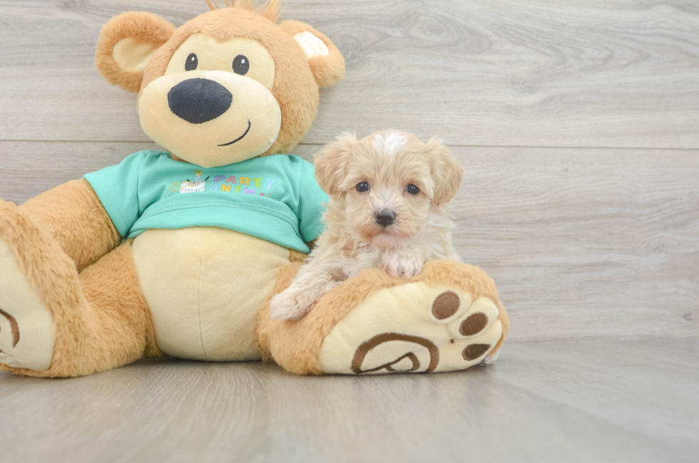 6 week old Maltipoo Puppy For Sale - Simply Southern Pups