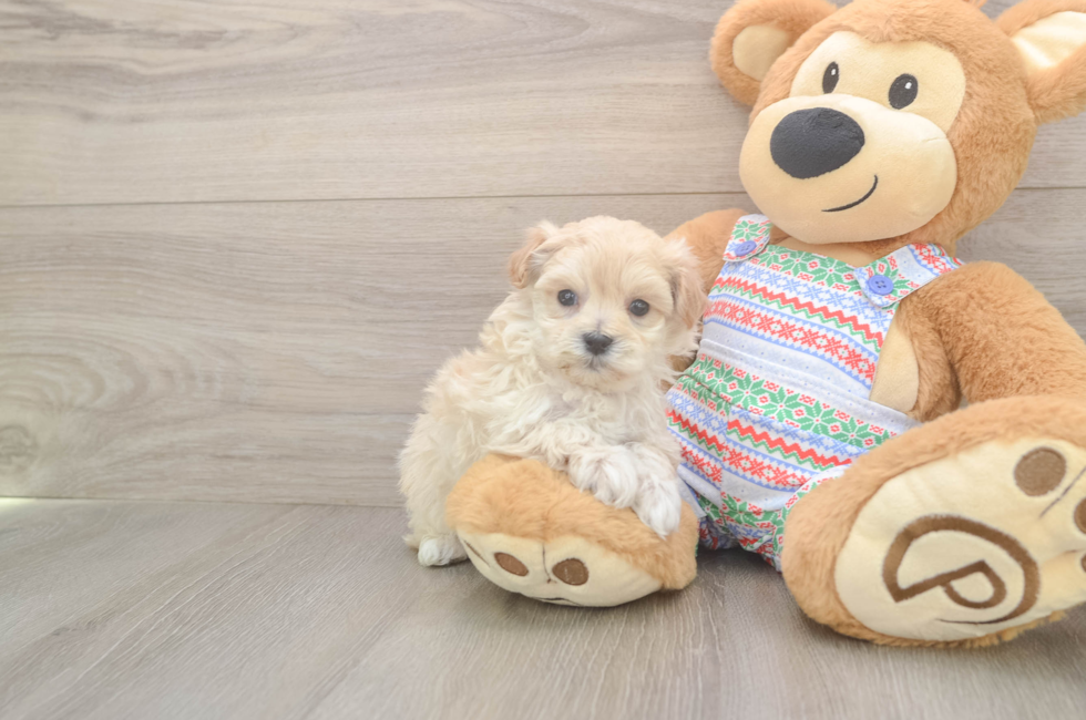 5 week old Maltipoo Puppy For Sale - Simply Southern Pups