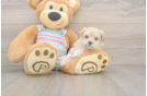 Maltipoo Pup Being Cute