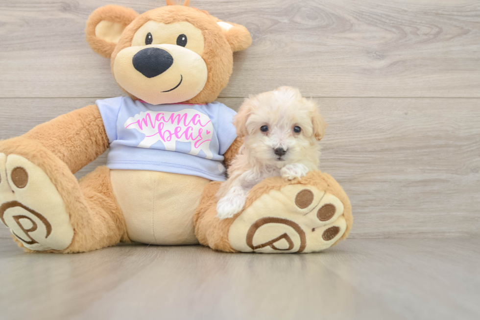 Best Maltipoo Baby