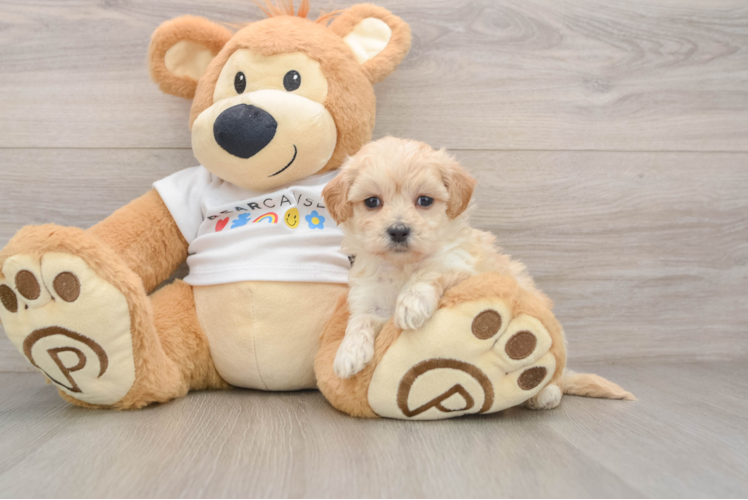 Smart Maltipoo Poodle Mix Pup