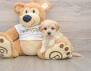 7 week old Maltipoo Puppy For Sale - Simply Southern Pups