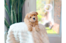 Maltipoo Pup Being Cute