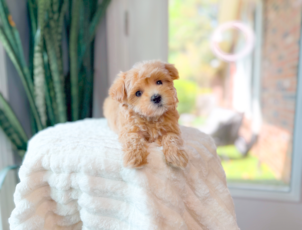 Maltipoo Pup Being Cute