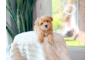 Cute Maltipoo Poodle Mix Pup