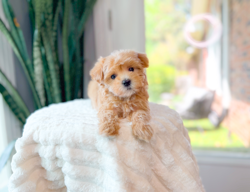 Cute Maltipoo Poodle Mix Pup