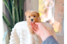 Best Maltipoo Baby
