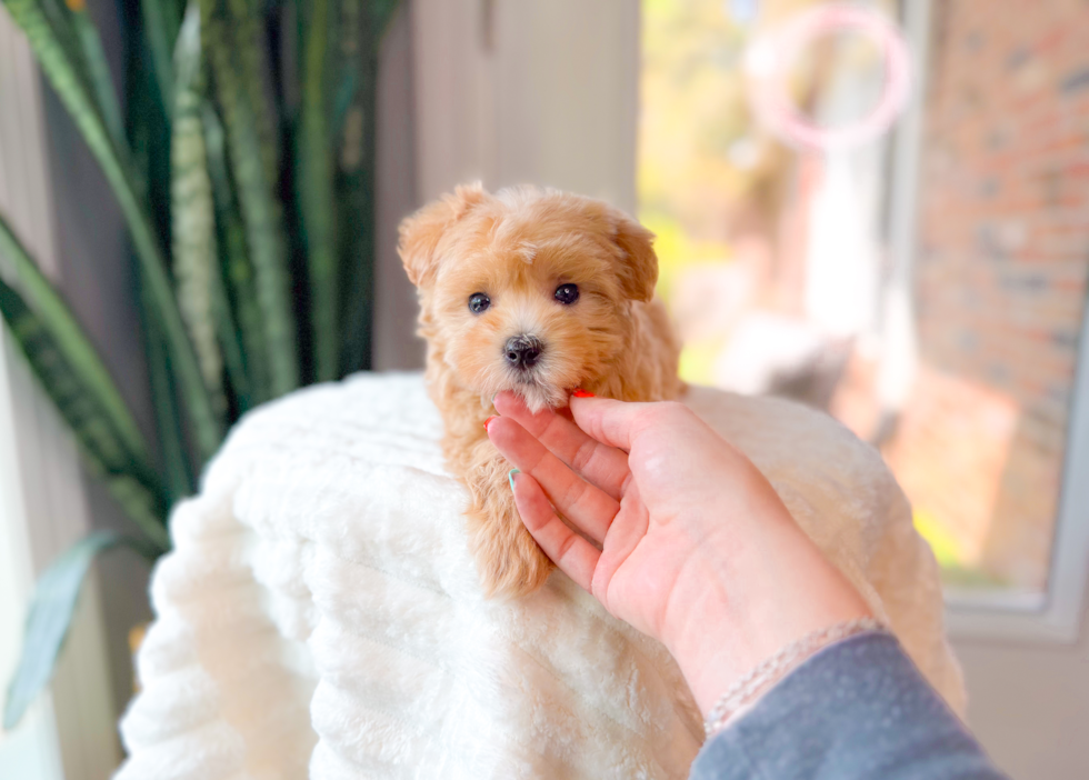 Best Maltipoo Baby