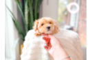 Maltipoo Pup Being Cute