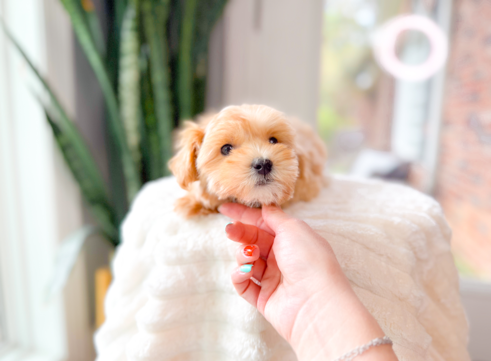 Maltipoo Pup Being Cute
