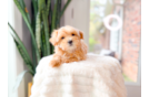 Cute Malt a Poo Poodle Mix Puppy