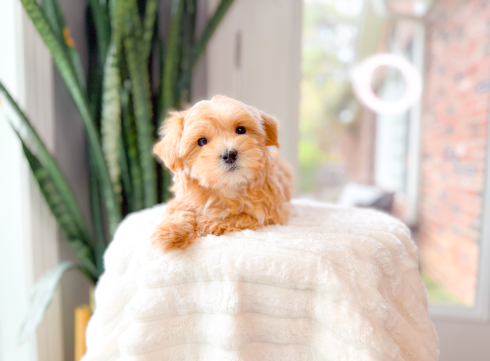Cute Malt a Poo Poodle Mix Puppy