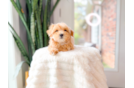 Maltipoo Puppy for Adoption