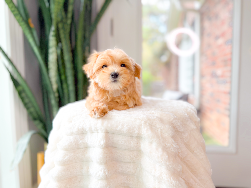 Maltipoo Puppy for Adoption