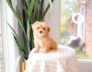 11 week old Maltipoo Puppy For Sale - Simply Southern Pups