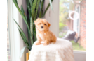Best Maltipoo Baby