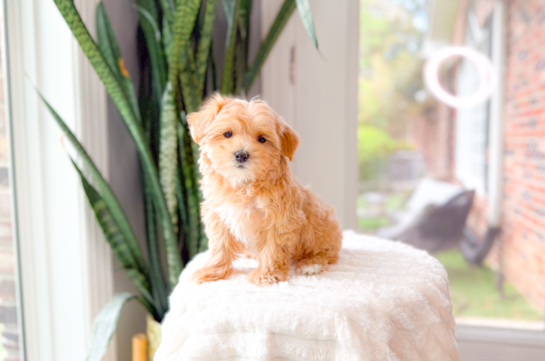 Best Maltipoo Baby