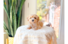Cute Maltipoo Poodle Mix Pup