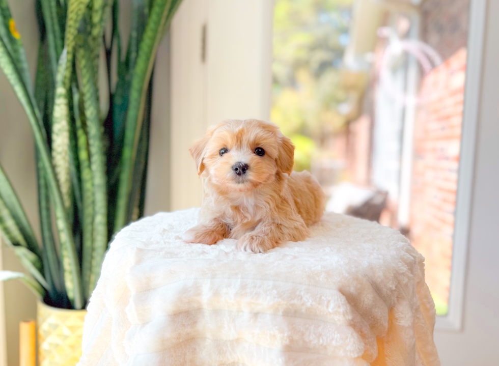 Cute Maltipoo Poodle Mix Pup