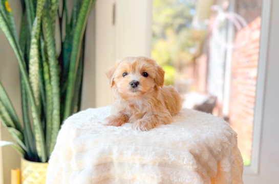 Cute Maltipoo Poodle Mix Pup