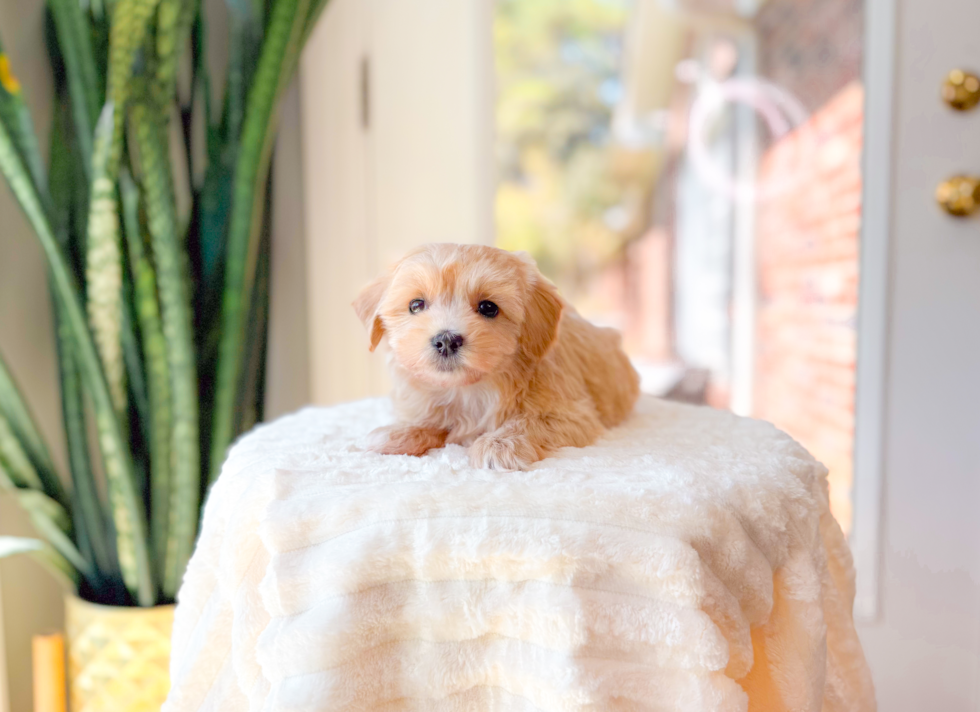Cute Malt a Poo Poodle Mix Puppy