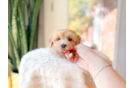 Cute Maltipoo Poodle Mix Pup