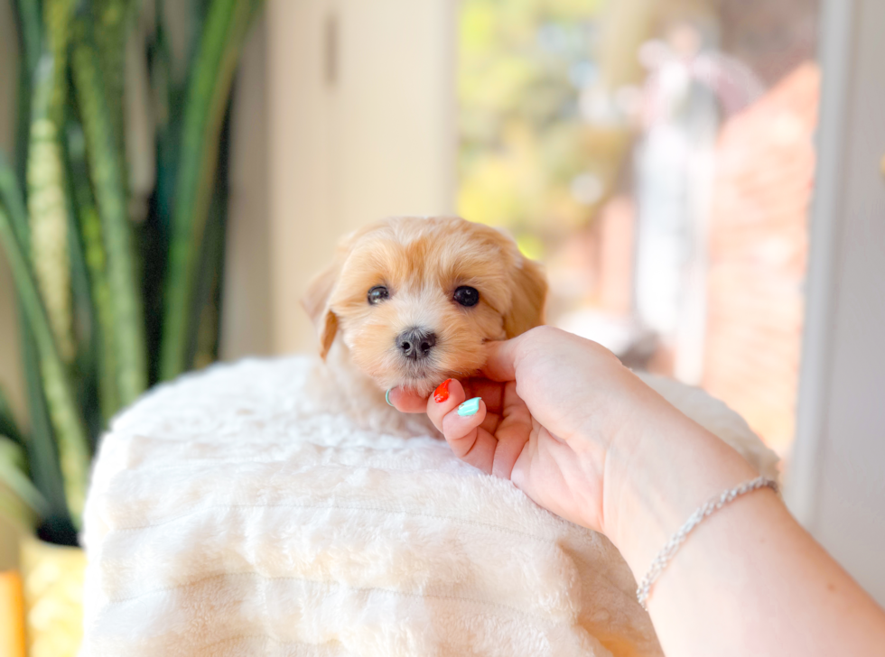 Cute Maltipoo Poodle Mix Pup