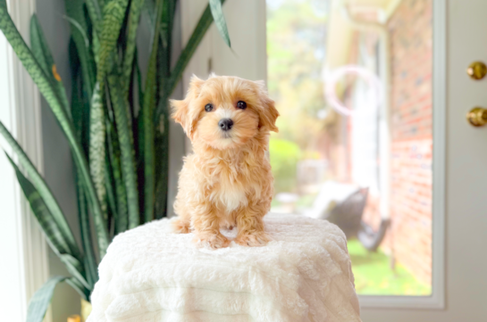 Cute Maltipoo Baby
