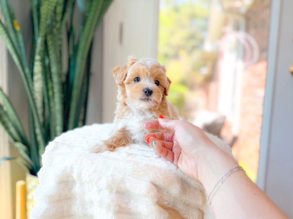 Cute Maltipoo Poodle Mix Pup