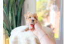 Cute Maltipoo Poodle Mix Pup