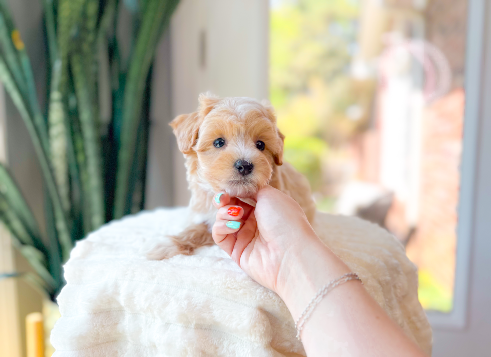 Cute Maltipoo Poodle Mix Pup