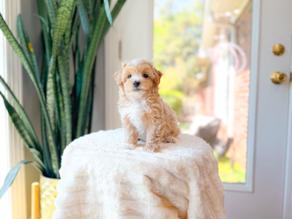 Best Maltipoo Baby