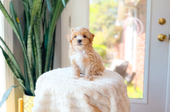 Best Maltipoo Baby
