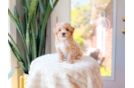 Maltipoo Puppy for Adoption
