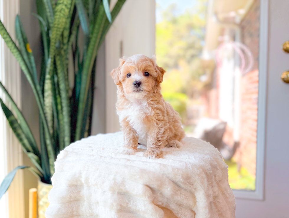 Maltipoo Puppy for Adoption