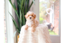 Cute Maltipoo Poodle Mix Pup