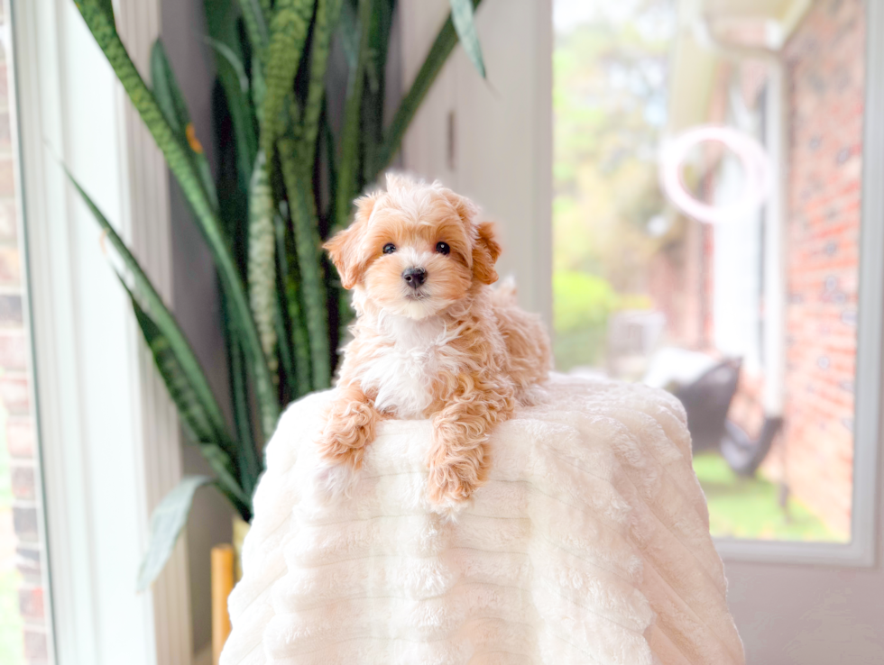 Cute Maltipoo Poodle Mix Pup