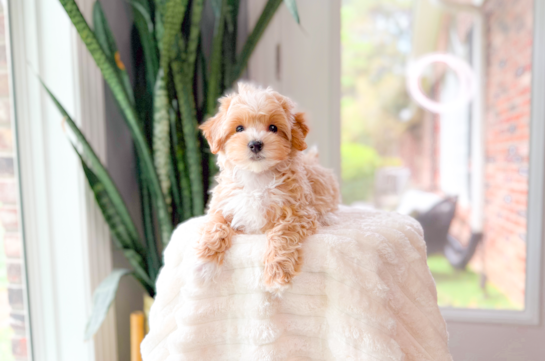 Cute Maltipoo Poodle Mix Pup