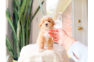 Cute Malt a Poo Poodle Mix Puppy