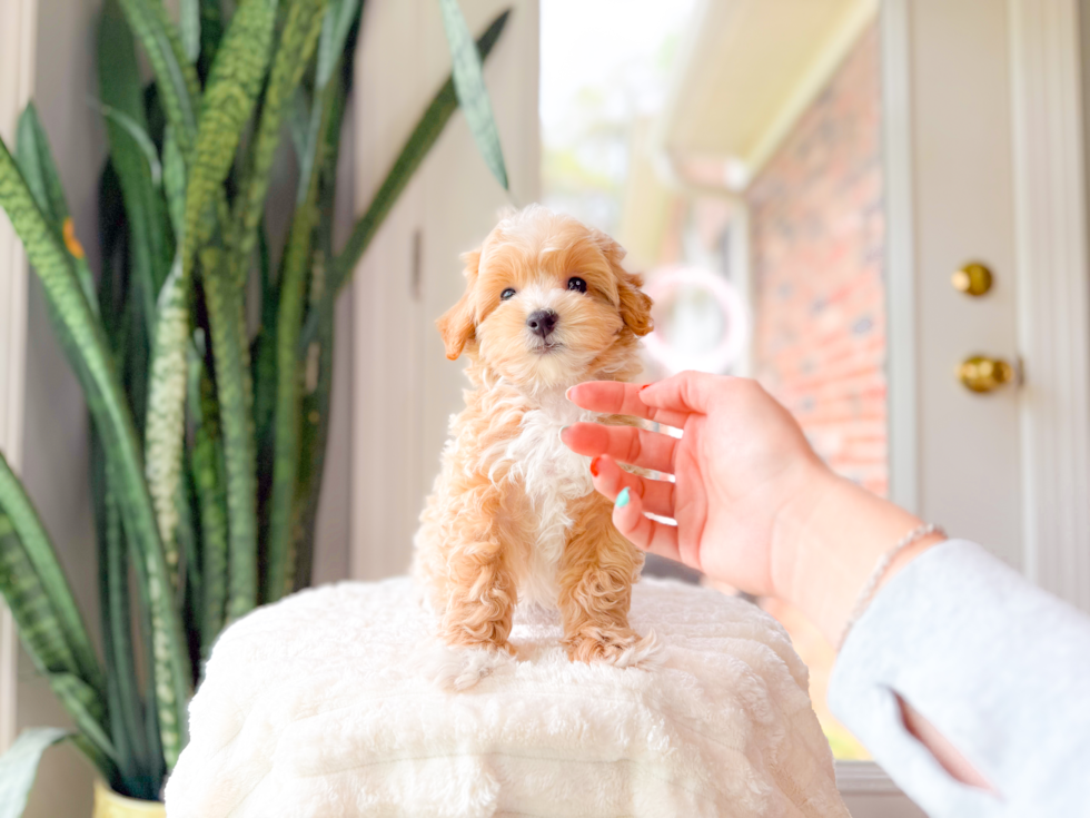 Cute Malt a Poo Poodle Mix Puppy