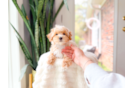 Cute Maltipoo Poodle Mix Pup